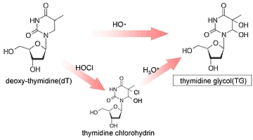 Anti Tymidine Glycol (TG) monoclonal antibody