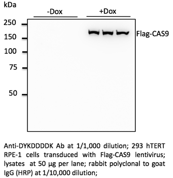 Anti-DYKDDDDK Tag Polyclonal Antibody