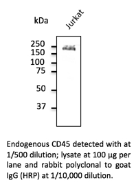 Anti-CD45 Antibody