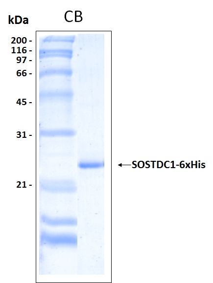 Human SOSTDC1 recombinant protein