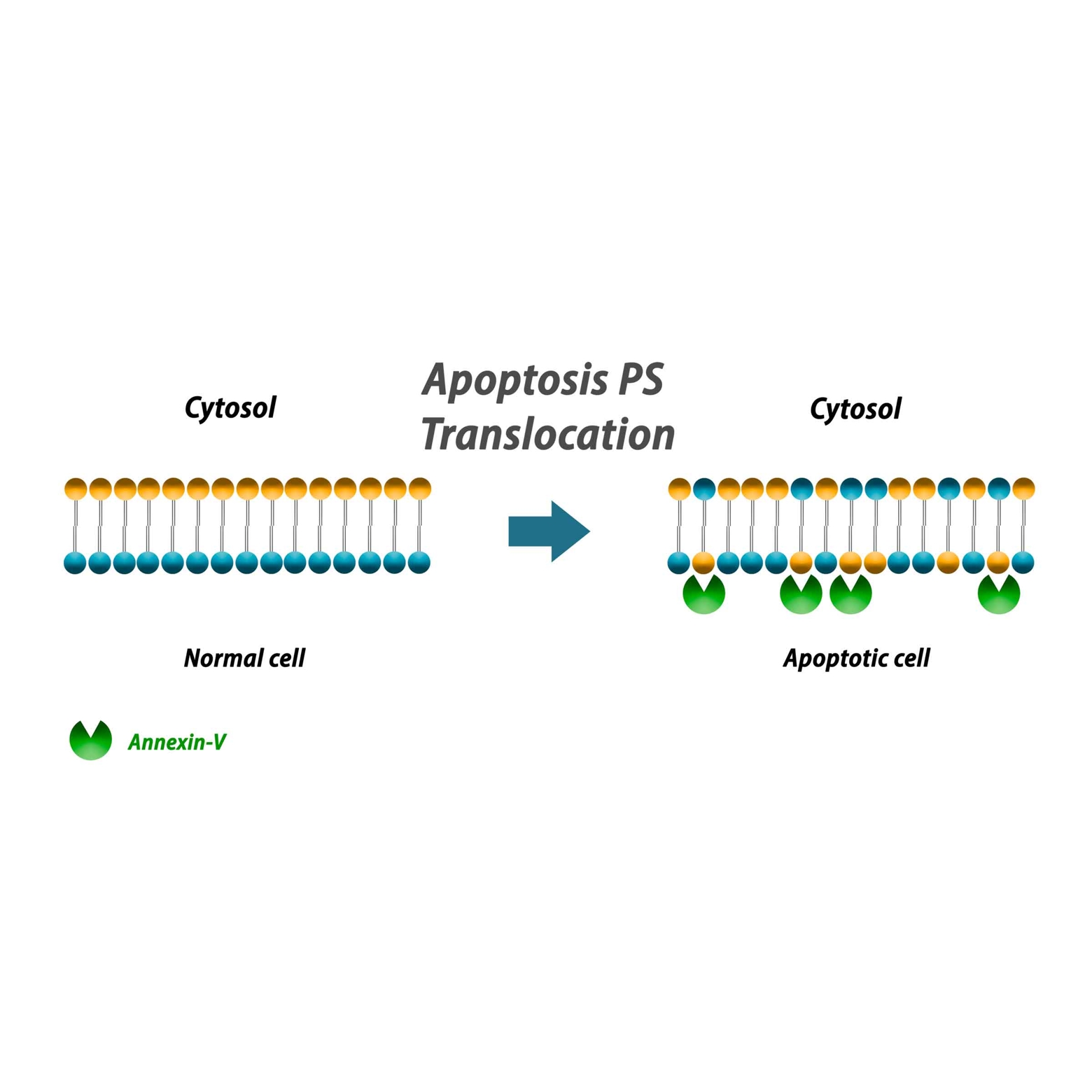 Annexin V Apoptosis Detection Kit-BiotinAnnexin V细胞凋亡检测试剂盒-Bioti