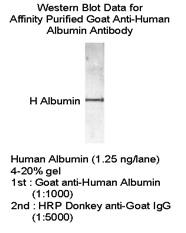 Goat Anti-Human Albumin Polyclonal Antibody