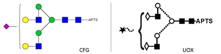 A1 Glycan (A2G2S1, G2S1), APTS Labelled，A1多糖标准品(A2G2S1, G2S1), A