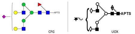 A1F Glycan (FA2G2S1, G2FS1), APTS Labelled，A1F多糖标准品(FA2G2S1, G2F