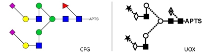 A2F Glycan (FA2G2S2, G2FS2), APTS Labelled，A2F多糖标准品(FA2G2S2, G2F