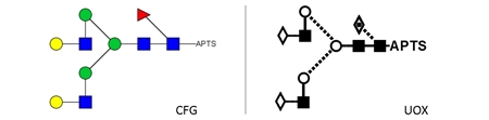 NA2F Glycan (FA2G2, G2F), APTS Labelled，NA2F多糖标准品(FA2G2, G2F), A