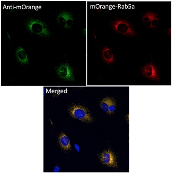 Anti-mOrange Antibody