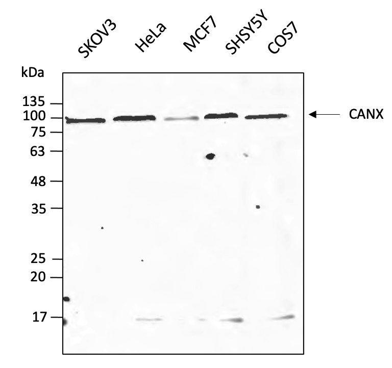 Anti-CANX Antibody, DyLight®550