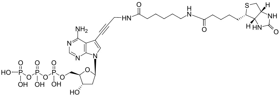 Biotin-11-dATP