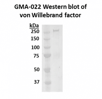 Murine Anti-Von Willebrand Factor