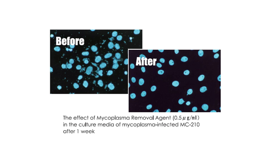 支原体清除试剂Mycoplasma Removal Agent (MC-210)